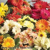 Speedy Mix Gerbera