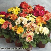 Speedy Mix Gerbera