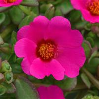 RíoGrande™ Magenta Purslane