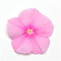 Titan™ Icy Pink Vinca