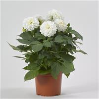 Venti™ White Dahlia