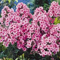 Phlox paniculata Edens Crush