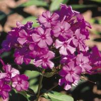 Phlox paniculata Robert Poore