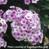 Phlox paniculata John Fanick