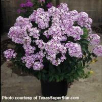 Phlox paniculata John Fanick