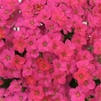 Mandala<sup>®</sup> Deep Pink Kalanchoe