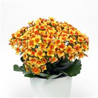 Mandala<sup>®</sup> Apricot Iris Kalanchoe