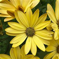 FlowerPower™ Petite Yellow Osteospermum