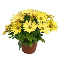 FlowerPower™ Petite Yellow Osteospermum