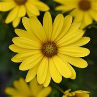 FlowerPower™ Compact Yellow Osteospermum