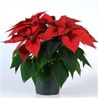Christmas Morning Poinsettia