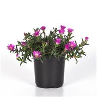 Delosperma hybrid Ocean Sunset™ Violet Flare