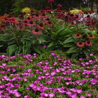 Delosperma hybrid Ocean Sunset™ Violet Flare