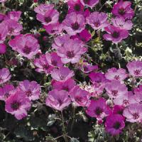 Geranium cinereum Carol