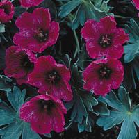 Geranium cinereum Purple Pillow