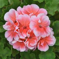 Sunrise™ Light Salmon Zonal Geranium