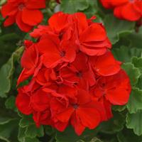 Sunrise™ Bright Scarlet Zonal Geranium