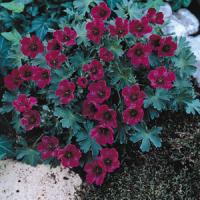 Geranium cinereum Purple Pillow
