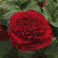 Marquee™ Ruffled Red Tuberous Begonia