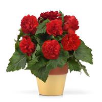 Marquee™ Ruffled Red Tuberous Begonia