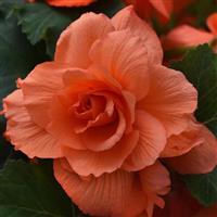 Marquee™ Ruffled Coral Salmon Tuberous Begonia
