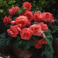 Marquee™ Ruffled Coral Salmon Tuberous Begonia