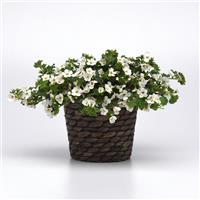 Galactic Mist White Bacopa