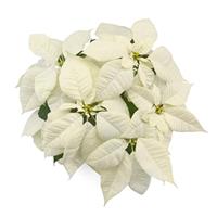 Christmas Canvas Poinsettia