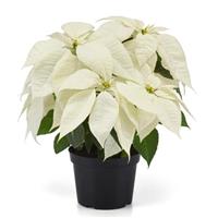 Christmas Canvas Poinsettia