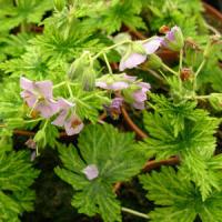 Geranium phaeum Mojito