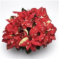 Superba New Glitter Poinsettia