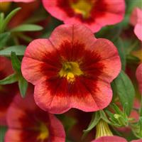 MiniFamous<sup>®</sup> Neo Coral Flash Calibrachoa