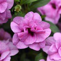 MiniFamous<sup>®</sup> Uno Double Light Pink Calibrachoa
