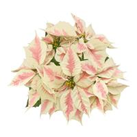 Holly Berry™ Marble Poinsettia