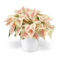 Holly Berry™ Marble Poinsettia
