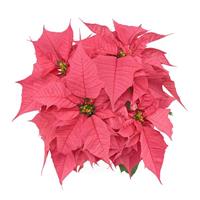 Holly Berry™ Pink Poinsettia
