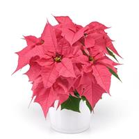 Holly Berry™ Pink Poinsettia
