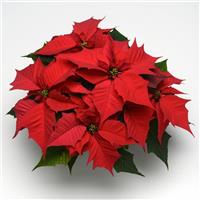 Holly Berry™ Red Poinsettia