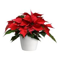 Holly Berry™ Red Poinsettia