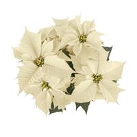 Holly Berry™ White Poinsettia