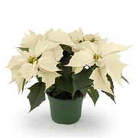 Holly Berry™ White Poinsettia
