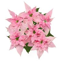 Wonderland™ Frosted Pink Poinsettia
