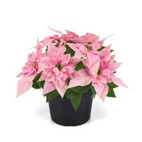 Wonderland™ Frosted Pink Poinsettia