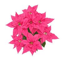 Wonderland™ Pink Rouge Poinsettia