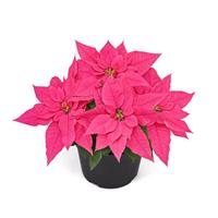 Wonderland™ Pink Rouge Poinsettia
