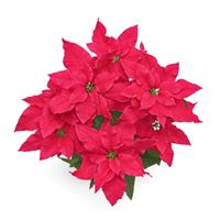 Wonderland™ Velvet Rose Poinsettia