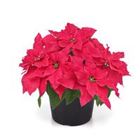 Wonderland™ Velvet Rose Poinsettia