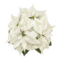 White Christmas Poinsettia