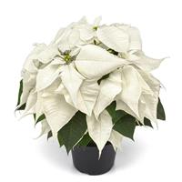 White Christmas Poinsettia