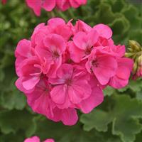 Dynamo™ Hot Pink Zonal Geranium